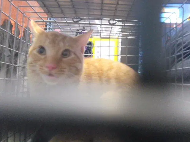 Hank - Domestic Short Hair