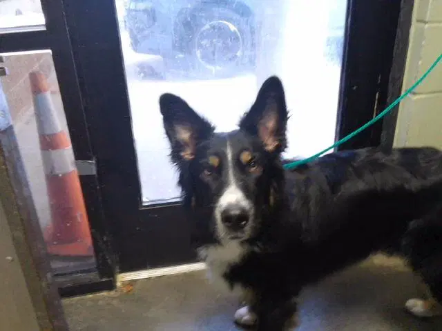 Hank - Australian Shepherd