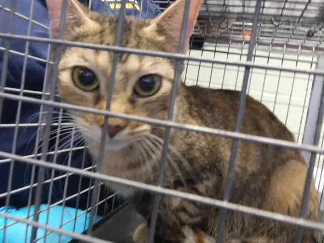 Ashley - Domestic Short Hair