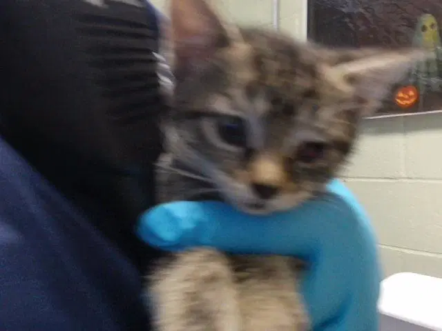Crystal - Domestic Short Hair