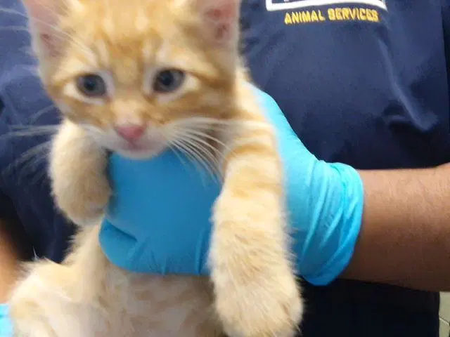 Howard - Domestic Short Hair