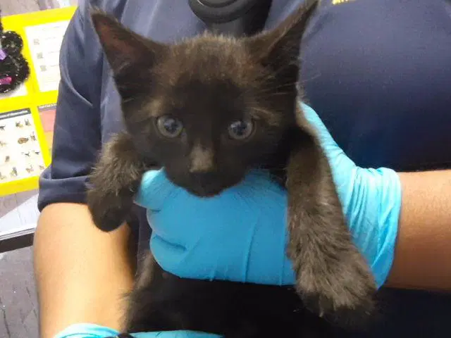 Kyle - Domestic Short Hair