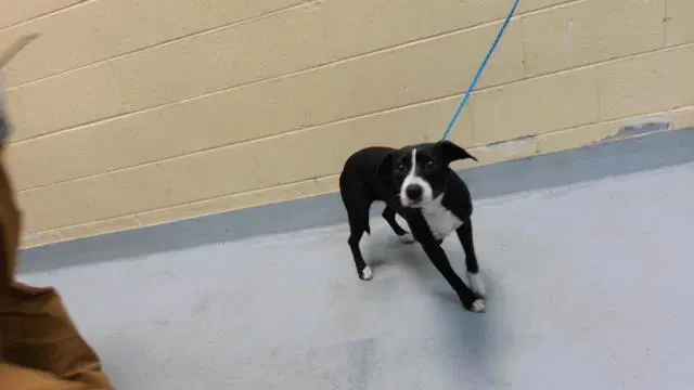 Annie F - Pit Bull Terrier