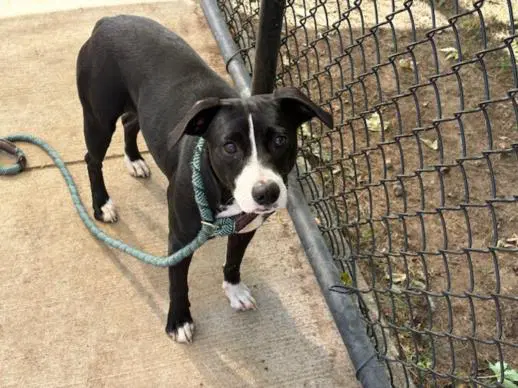 Annie F - Pit Bull Terrier