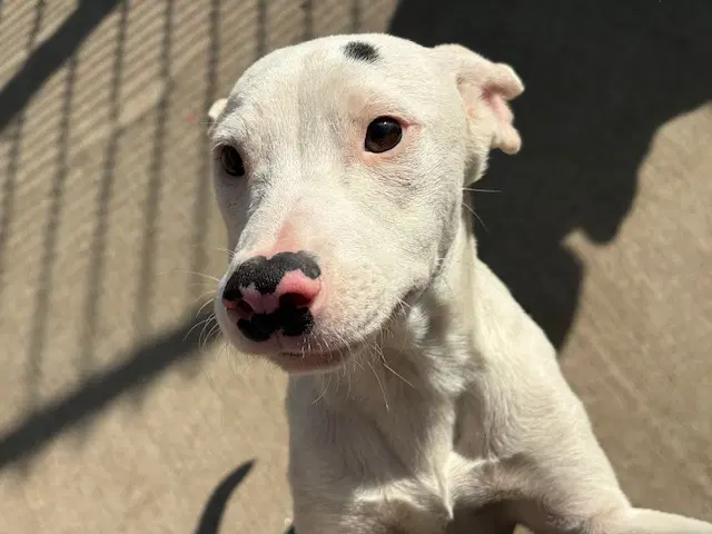 Butters - Pit Bull Terrier