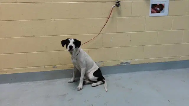 Jenny - Treeing Walker Coonhound