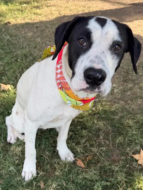 Jenny - Treeing Walker Coonhound