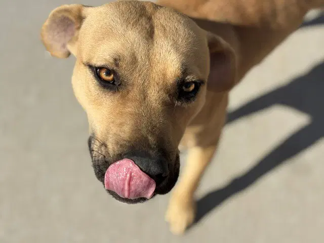 Tucker - Pit Bull Terrier
