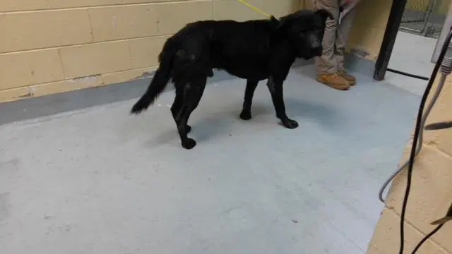 Freddie - Mastiff