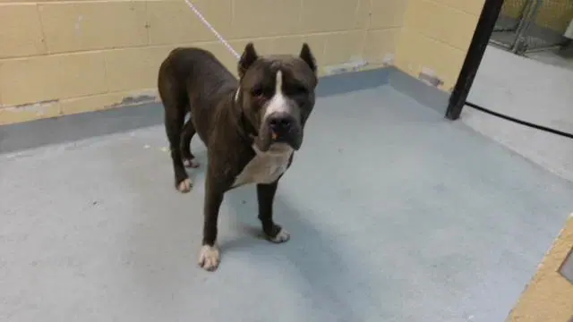 Bruno - Pit Bull Terrier