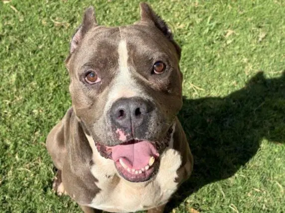 Bruno - Pit Bull Terrier