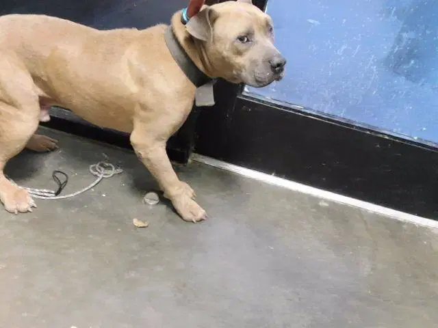 Unknown - Pit Bull Terrier