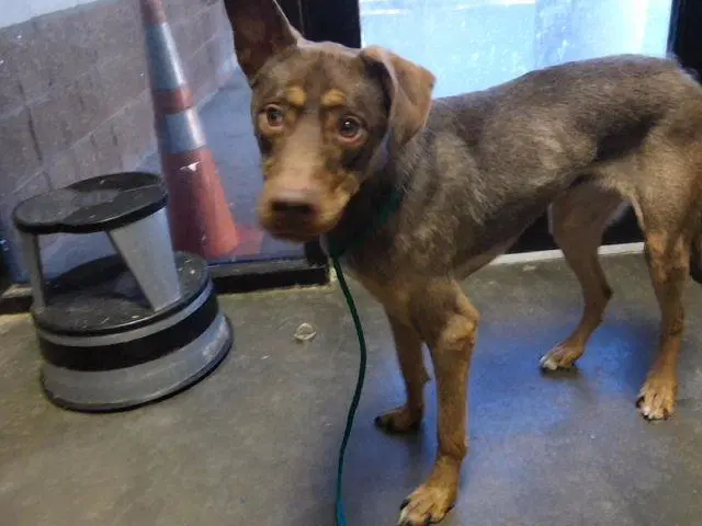 Nyx - Doberman Pinscher