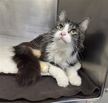 Oconall - Domestic Long Hair