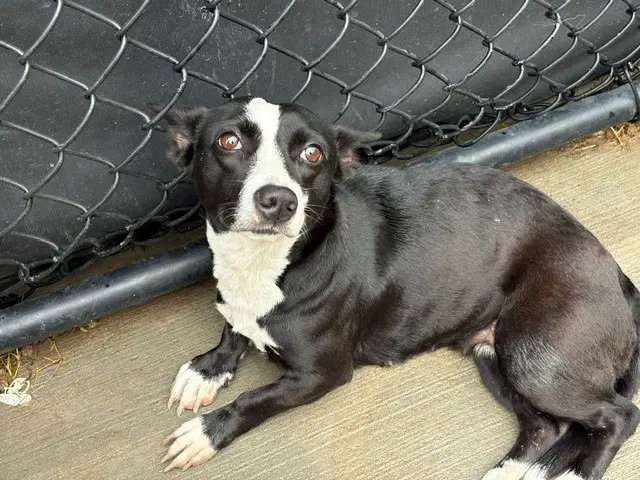Fiona - Cardigan Welsh Corgi