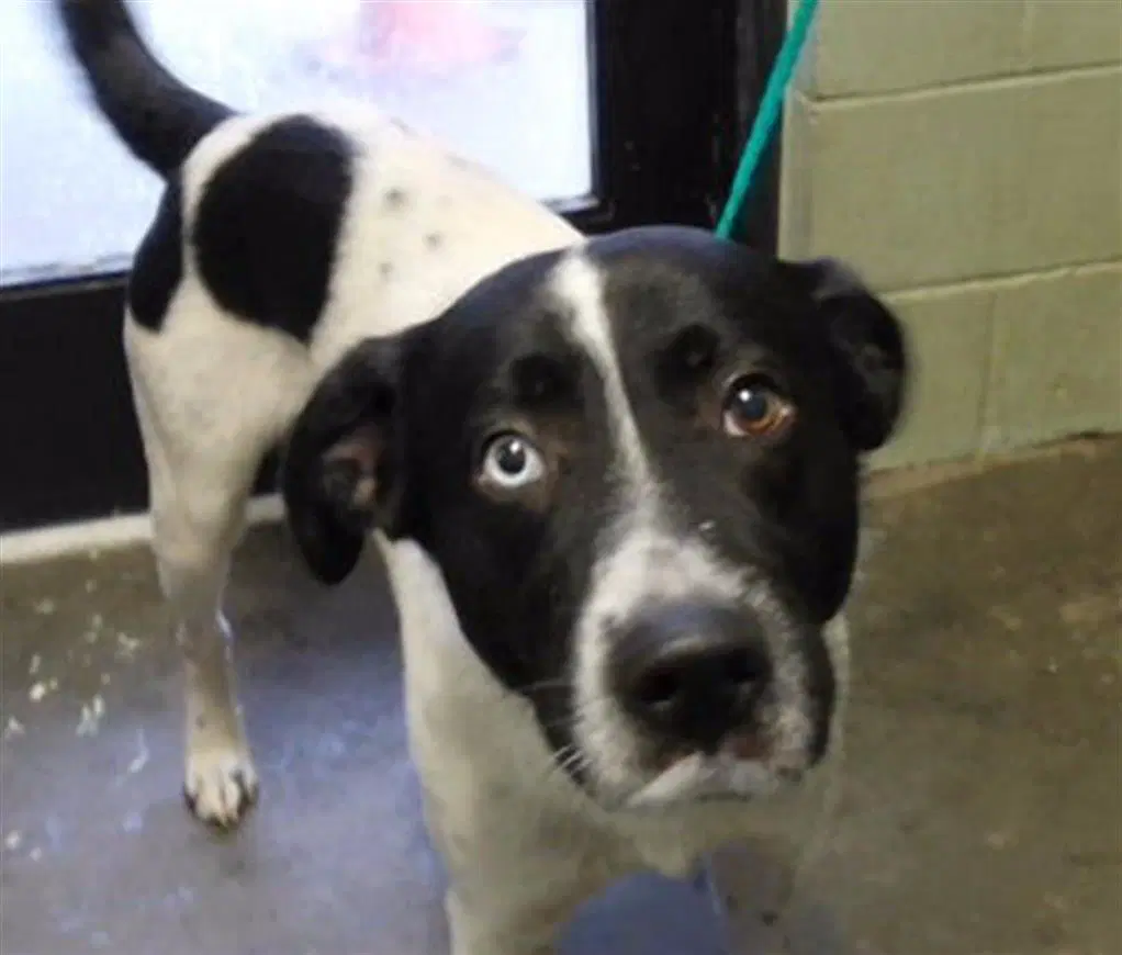 Oreo - Catahoula Leopard Dog