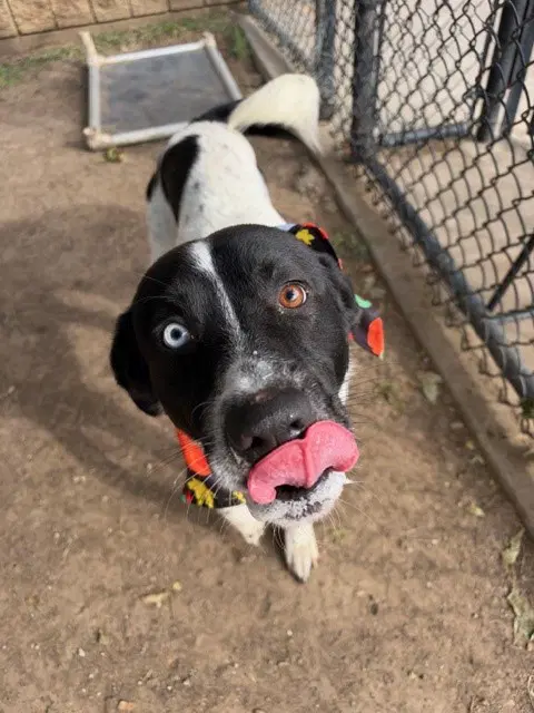 Oreo - Catahoula Leopard Dog