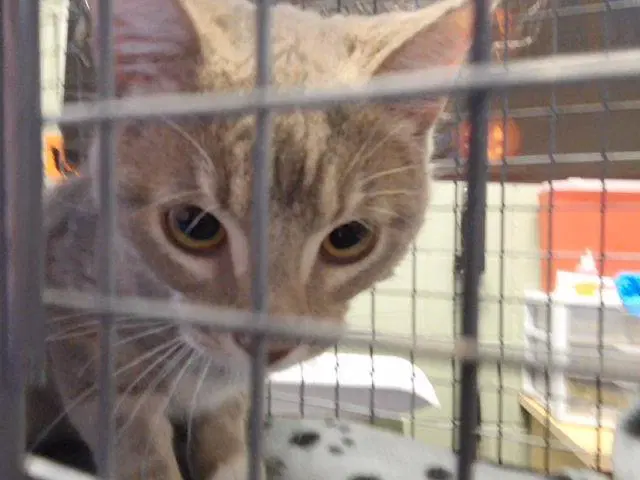 Igor - Domestic Short Hair