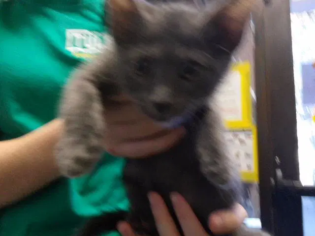Noodle - Domestic Short Hair