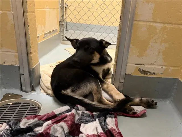 Manny - German Shepherd Dog