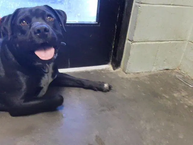 Gatlyn - Pit Bull Terrier