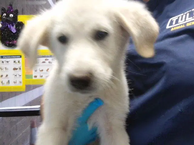 Body - Great Pyrenees