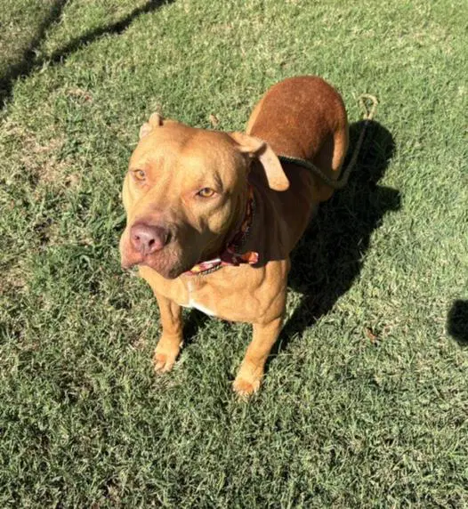 Nikkia - Pit Bull Terrier