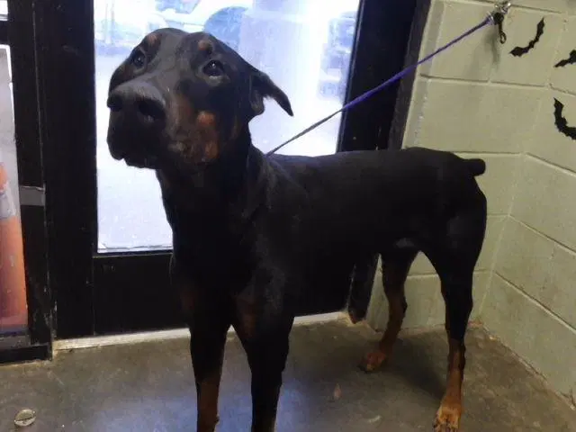 Chopper - Doberman Pinscher