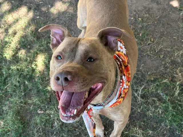 Sharpeeey - Pit Bull Terrier