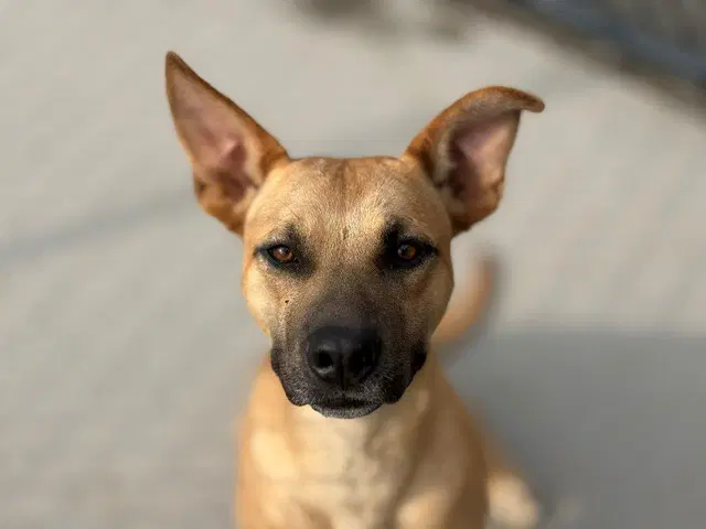 Marcus - Pit Bull Terrier