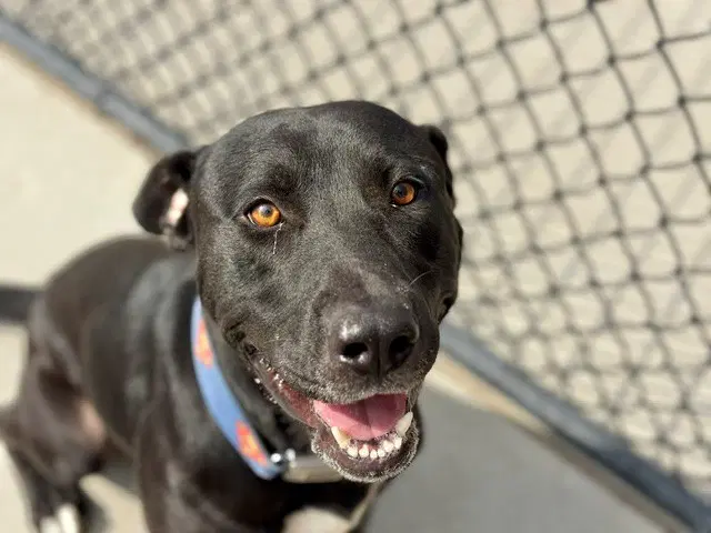 Zurg - Labrador Retriever