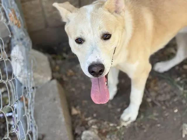 Footloose - German Shepherd Dog