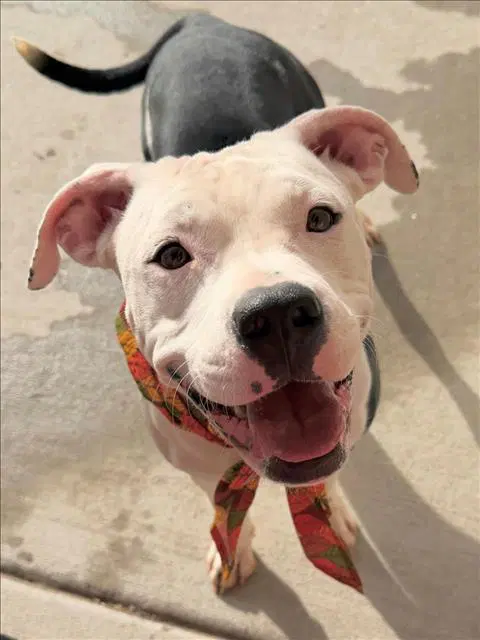 Poppy - Pit Bull Terrier