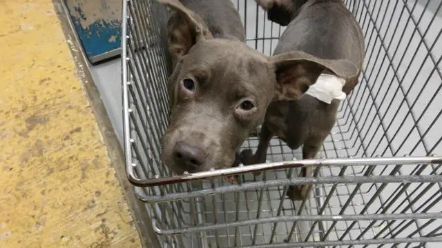 Mary Kate - Pit Bull Terrier