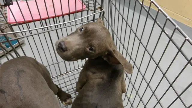 Ashley - Pit Bull Terrier