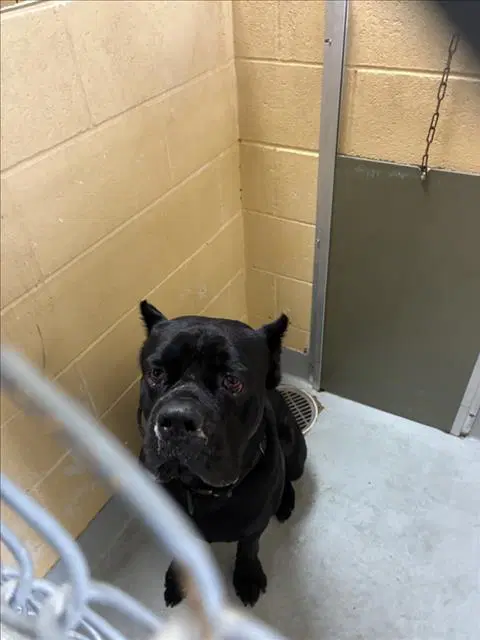 Roscoe - Cane Corso Mastiff