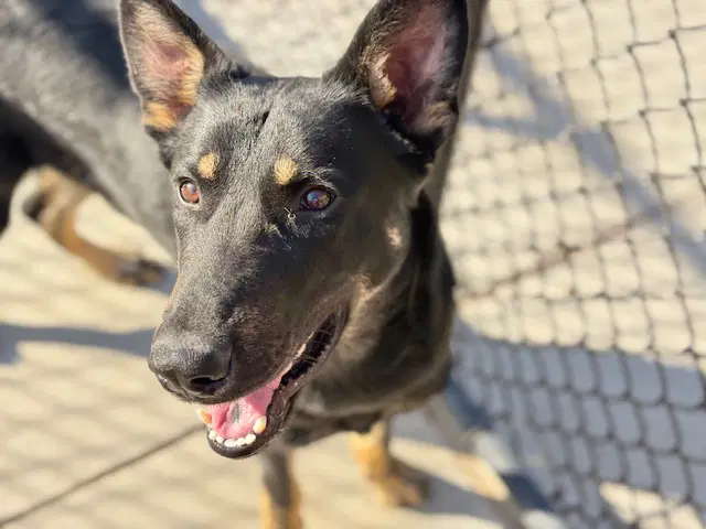 Ralph - German Shepherd Dog