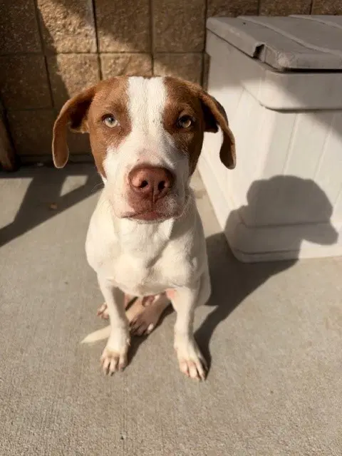 Monty - Pit Bull Terrier