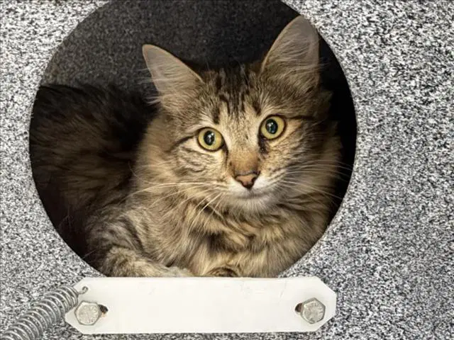 Zombie - Domestic Medium Hair