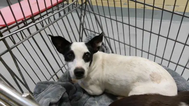 Amora - Chihuahua