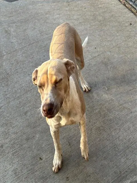 Addie Mae - Pit Bull Terrier