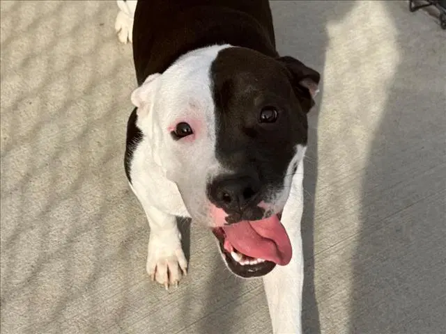Gerty Gertrude - Pit Bull Terrier