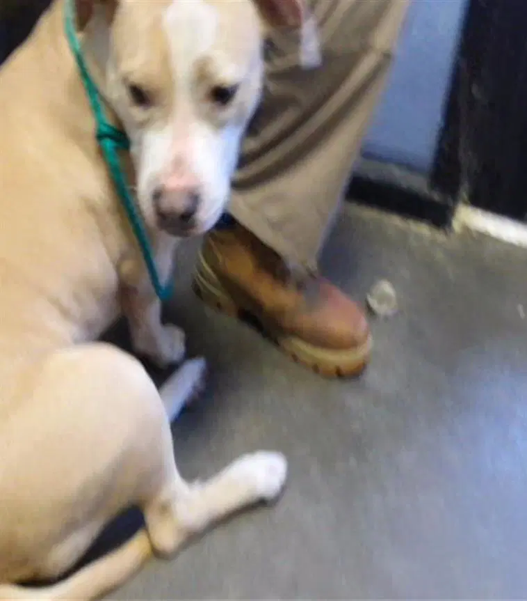 Honey - Pit Bull Terrier