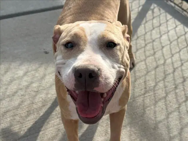 Honey - Pit Bull Terrier