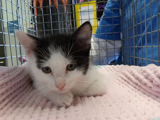 Onyx - Domestic Short Hair