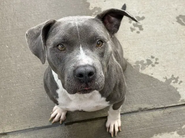 Ralph - Pit Bull Terrier