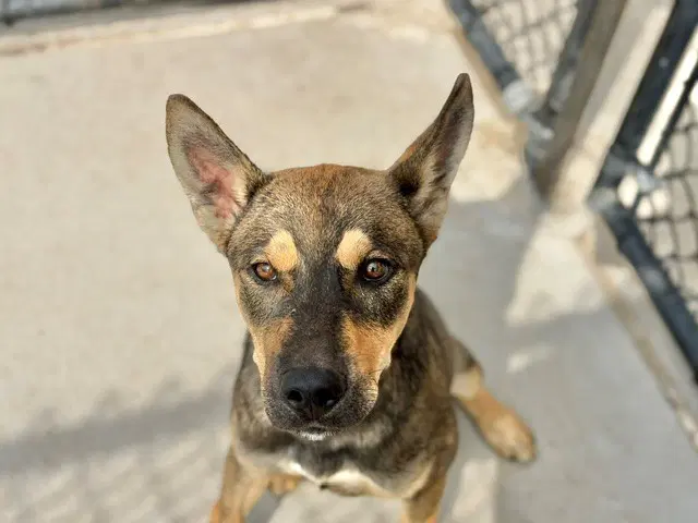 Leonard - German Shepherd Dog
