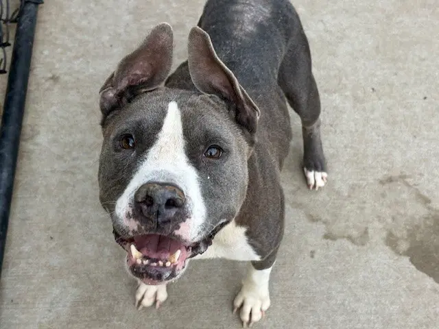 Butter Cup - Bull Terrier
