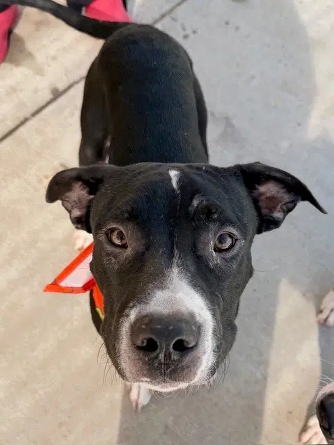 Terrance - Catahoula Leopard Dog