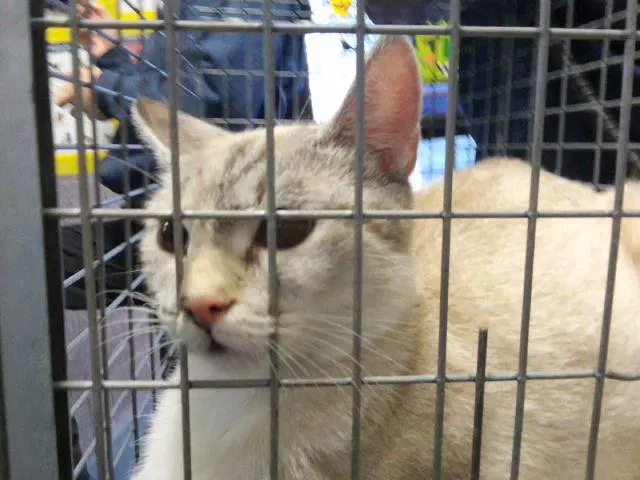 Gypsy - Domestic Short Hair